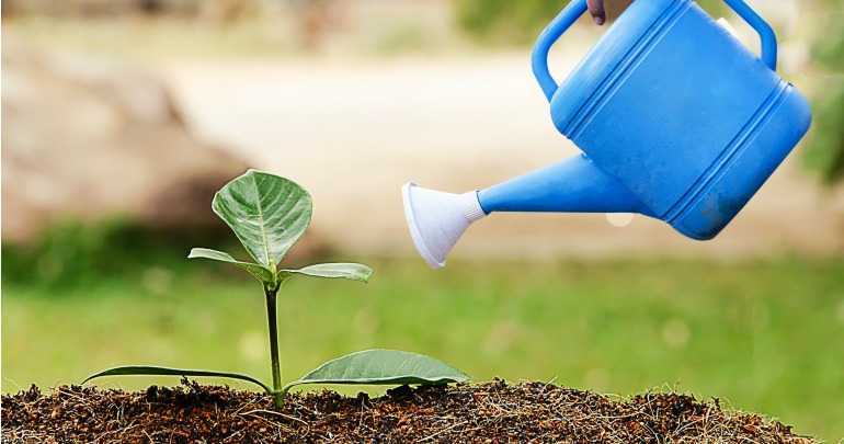 Watering Plants. Watering Gydroponic. Watering fir Plants.