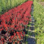 Bodur Alev 40-50cm çap Dolgun formlu 15 Litre