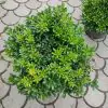 Pittosporum ( yıldız çalısı ) 40-50cm çap Duble