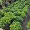 Pittosporum ( yıldız çalısı ) 40-50cm çap Duble