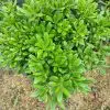 Pittosporum ( yıldız çalısı ) 40-50cm çap Duble