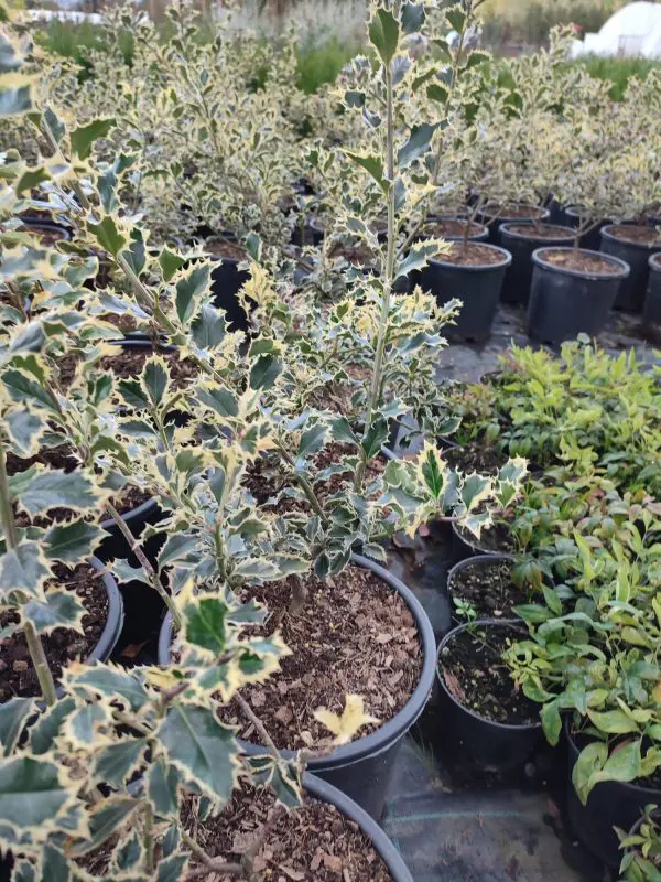 İlex Altaclerensis Golden King 80-100 cm