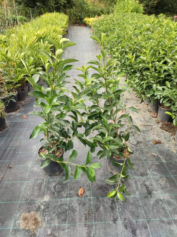 Kartopu, Viburnum Luidum, 80-100cm, 8 Litre