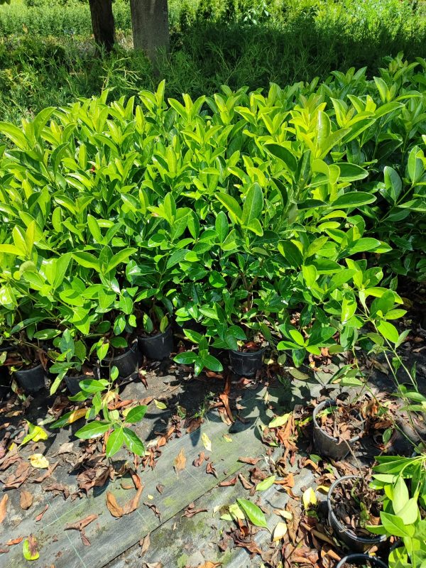 Kartopu,Viburnum Lucidum 100-125cm, 7 Litre