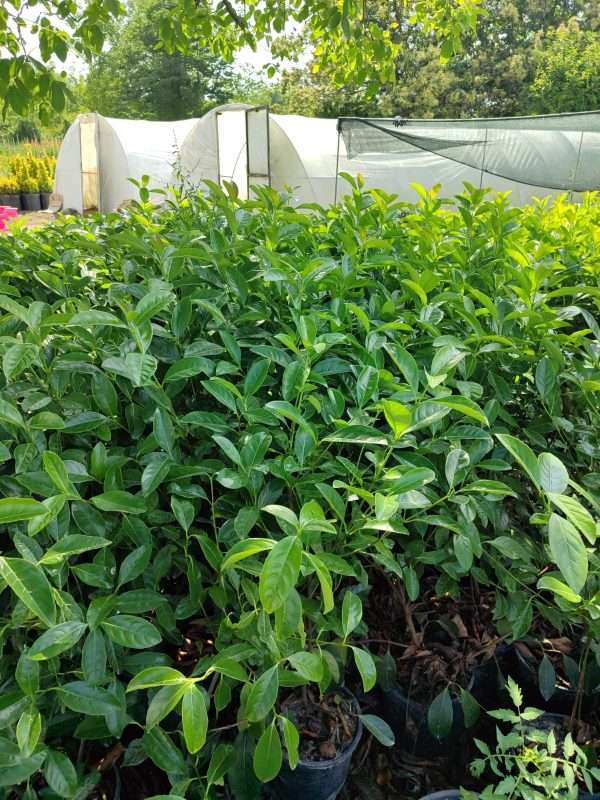 Kartopu,Viburnum Lucidum 100-125cm, 7 Litre