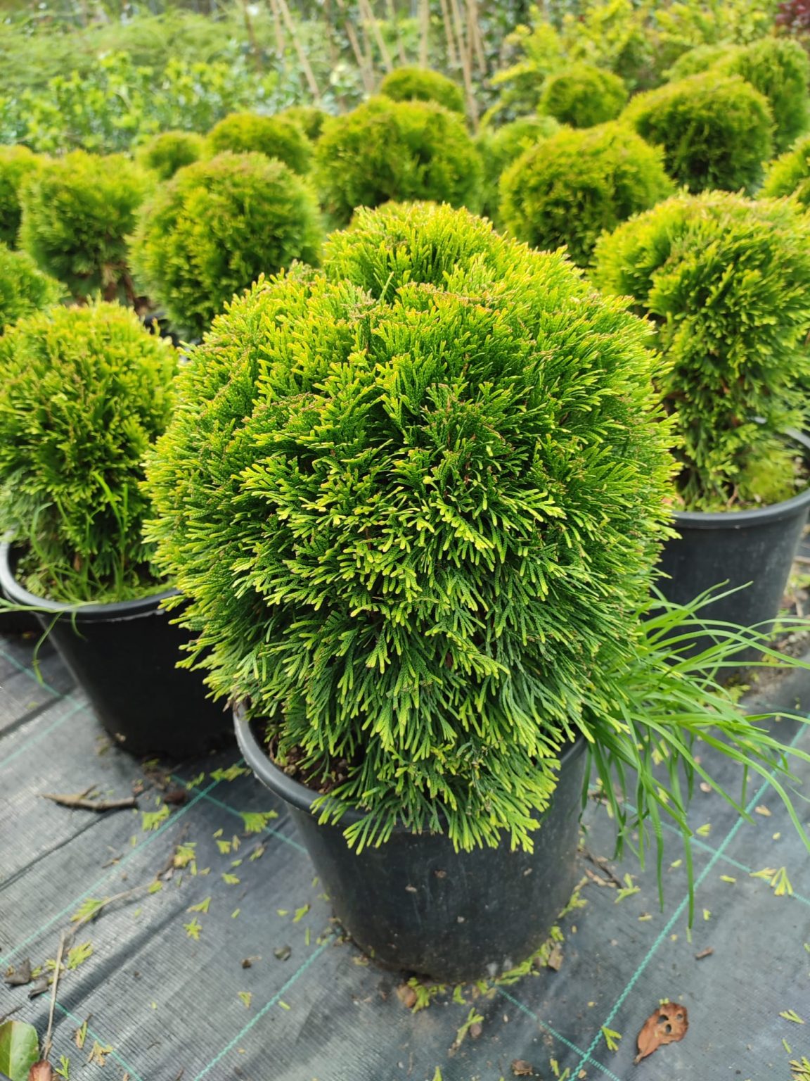 top-maz-altuni-top-maz-thuja-occidentalis-enfidan