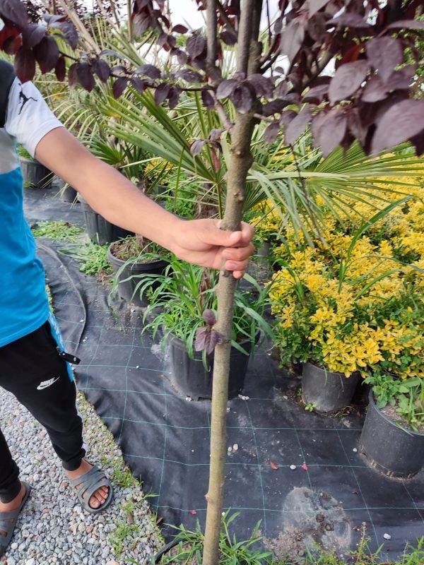 Tijli Süs Eriği, Prunus cerasifera pissardii nigra