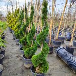 Spiral Leylandi 200-250cm Boy