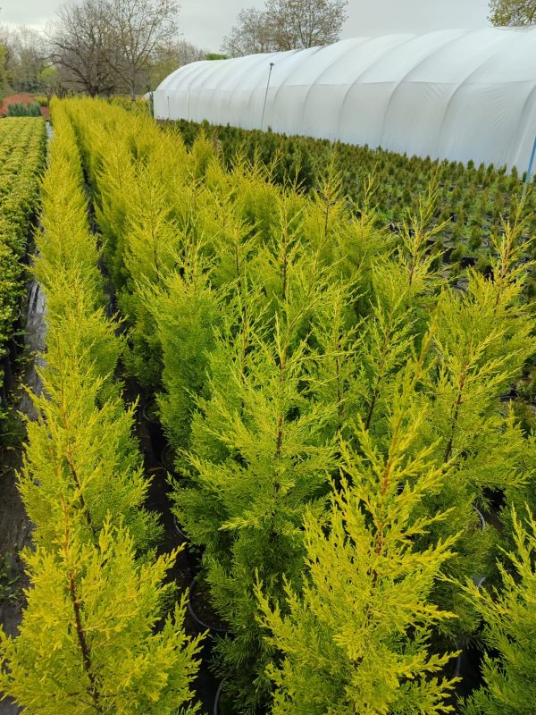 Limon Servi 125cm 10litre saksı