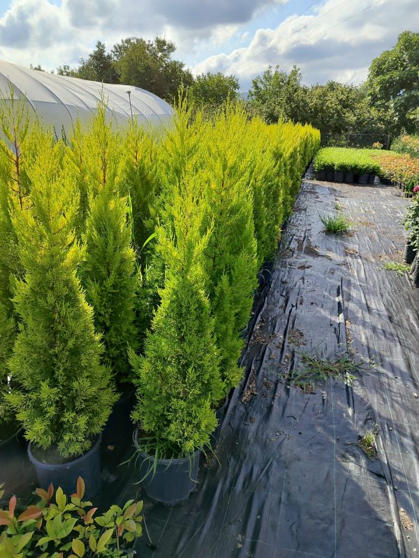 Limon Servi 125cm 10litre saksı