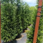 Leylandi 3 metre üzeri 45 litre Saksı