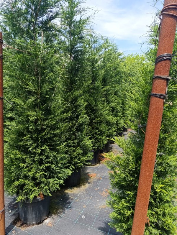Leylandi 3 metre üzeri 45 litre Saksı