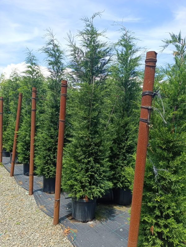 Leylandi 3 metre üzeri 45 litre Saksı