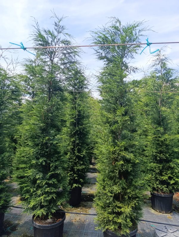 Leylandi 3 metre üzeri 45 litre Saksı