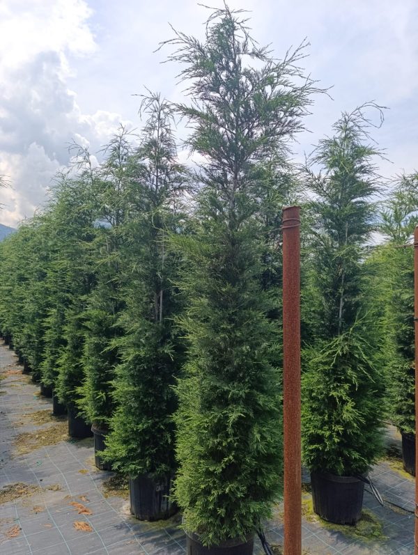 Leylandi 3 metre üzeri 45 litre Saksı