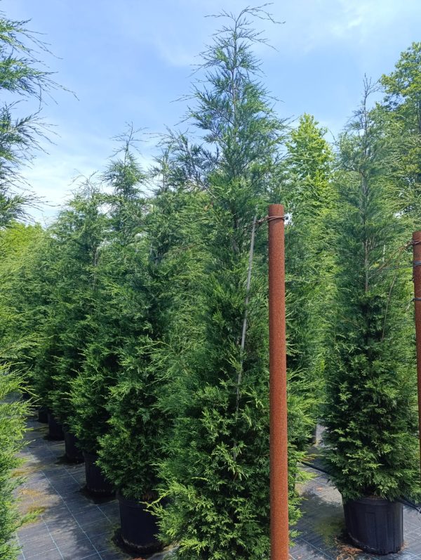 Leylandi 3 metre üzeri 45 litre Saksı