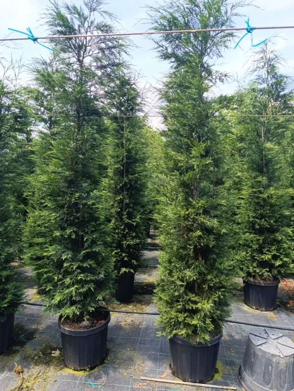Leylandi 3 metre üzeri 45 litre Saksı