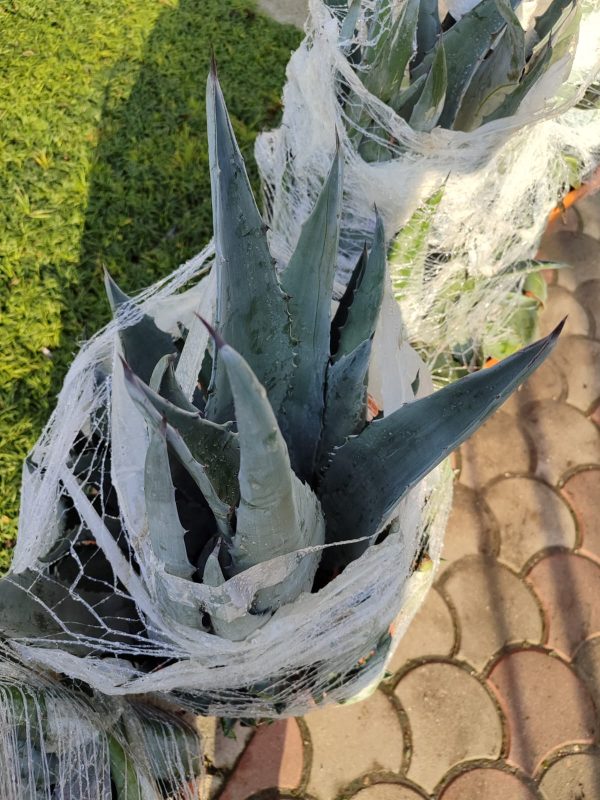 Agave Amerikana 45 Litre 60-80cm boy