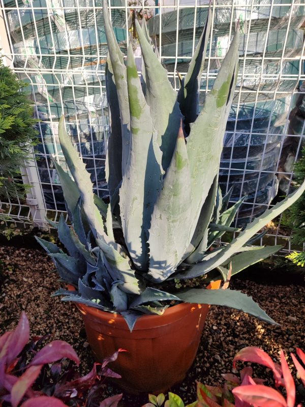 Agave Amerikana 45 Litre 60-80cm boy