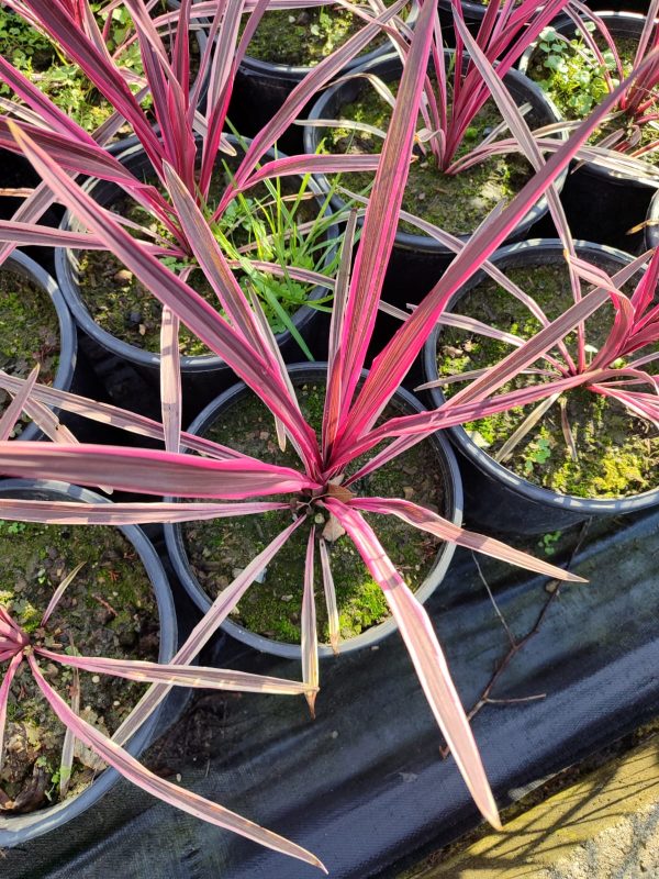 Cordyline australis 'Pink Passion' 40-60cm