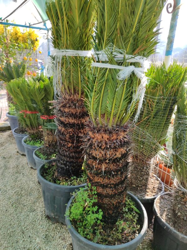 Cycas (Sikas) Palmiyesi Büyük