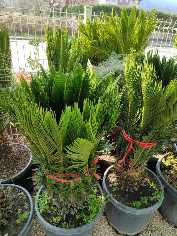 Cycas (Sikas) Palmiyesi Büyük