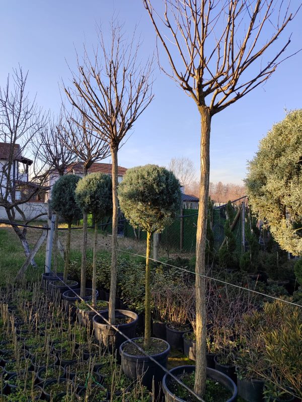 Top Akasya, Robinia pseudoacacia 'Umbraculifera' 18-20Q