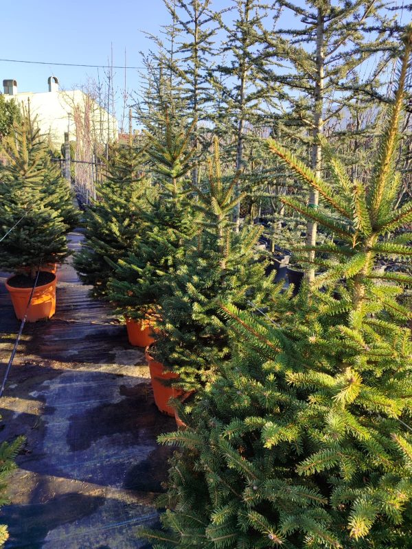 Batı Ladini, Picea occidentalis 2-3 Metre