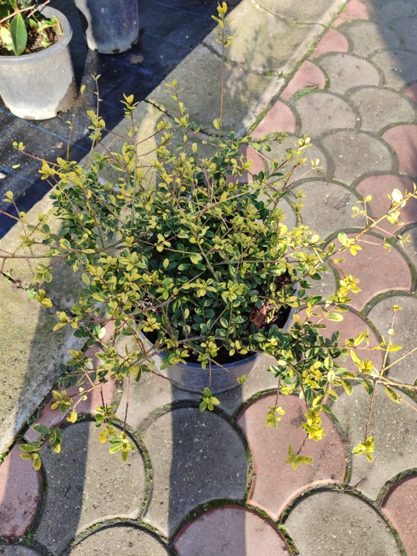 Ilex crenata (Japon İlexi) 30-40cm çap