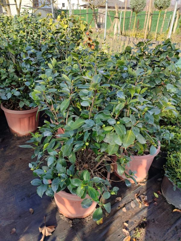 Camellia japonica 80-100cm