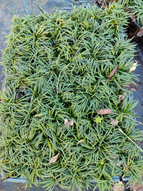 Osmanlı Çimi (Ophiopogon japonicus), 45li viyollerde