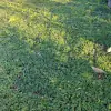 Osmanlı Çimi (Ophiopogon japonicus), 45li viyollerde