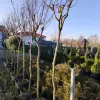Oya Ağacı, Lagerstroemia indica 14-16Q