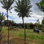 Oya Ağacı, Lagerstroemia indica 14-16Q