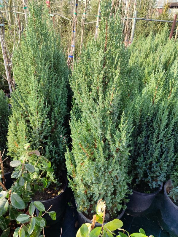 Juniperus communis 'Stricta' 80-100cm Büyük boy