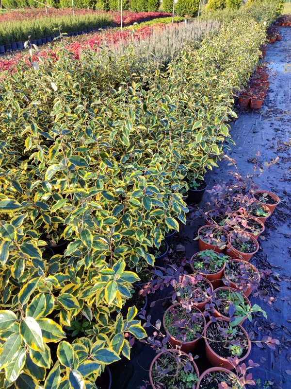 Elaeagnus x ebbingei ‘Limelight’ 60-80cm