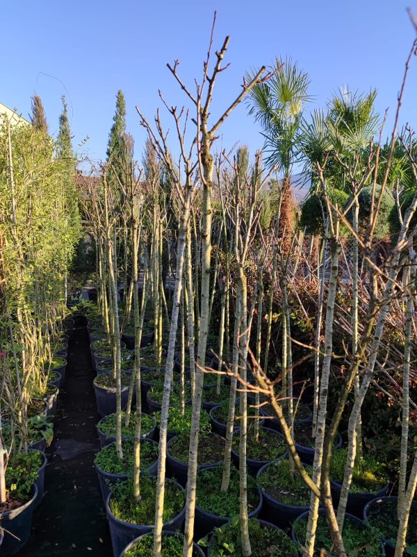 Prunus serrulata, Süs Kirazı Yarım Tijli