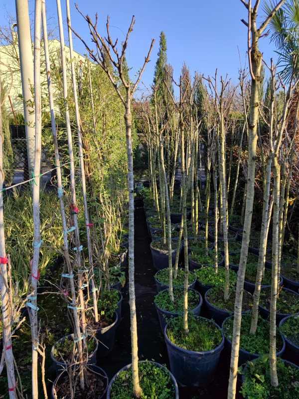 Prunus serrulata, Süs Kirazı Yarım Tijli