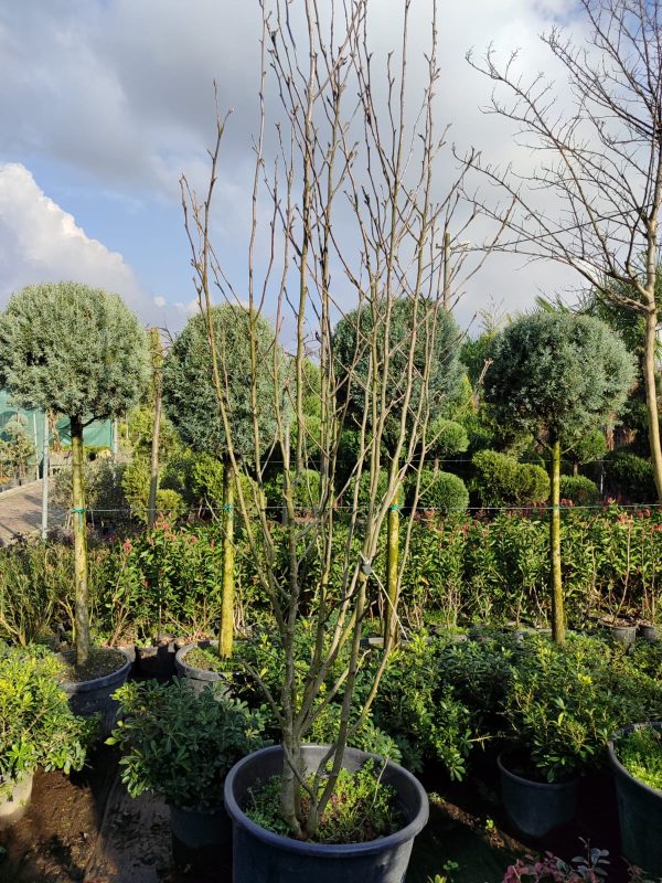 Magnolia grandiflora 'Gallisoniensis' 3 metre