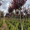 Süs Eriği Prunus Cerasifera Pissardii Nigra 14-16Q