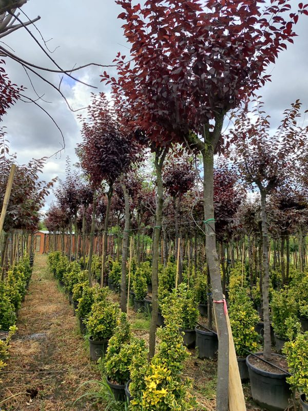Süs Eriği Prunus Cerasifera Pissardii Nigra 16-18Q