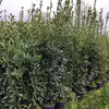 Defne Laurus Nobilis 175-200 CM 25 Litre