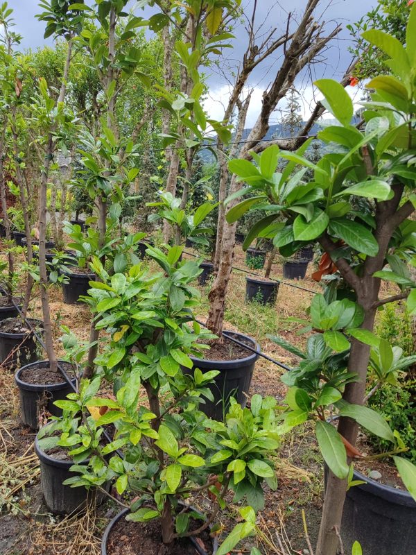 Karayemiş Piramit (Prunus Laurocerasus Pyramidalis) 230-300cm