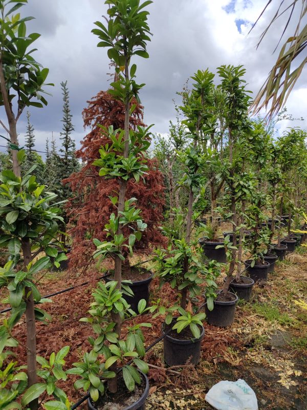 Karayemiş Piramit (Prunus Laurocerasus Pyramidalis) 230-300cm