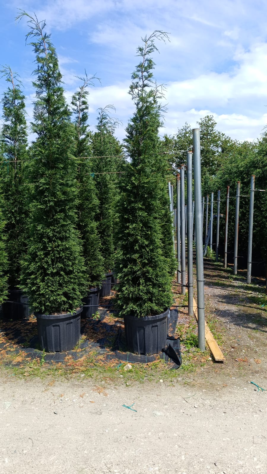 Leylandi İthal Torflu 4 metre üzeri
