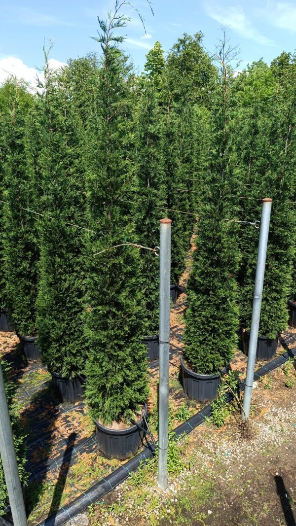 Leylandi İthal Torflu 4 metre üzeri