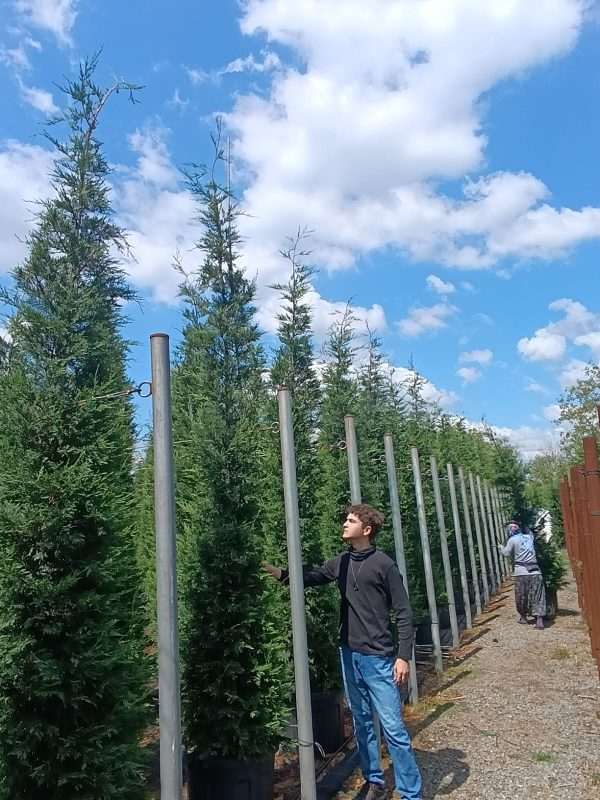 Leylandi İthal Torflu 4 metre üzeri