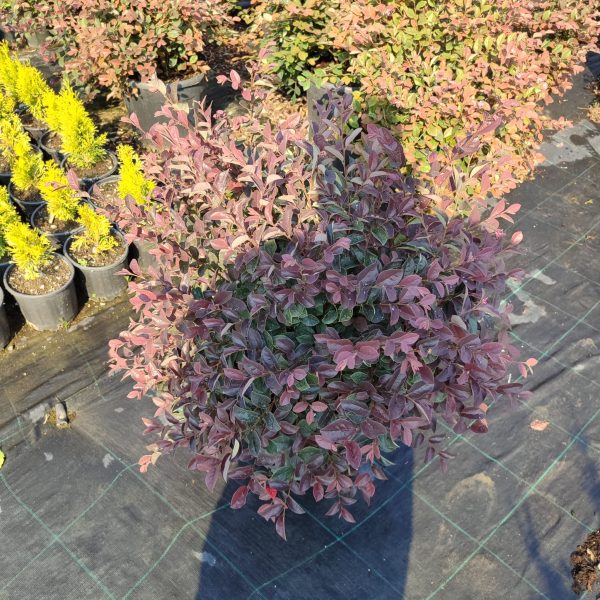 Loropetalum Top, 60-80cm