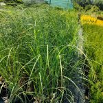 Pampas Otu 3 Litre 1 Metre Boyunda