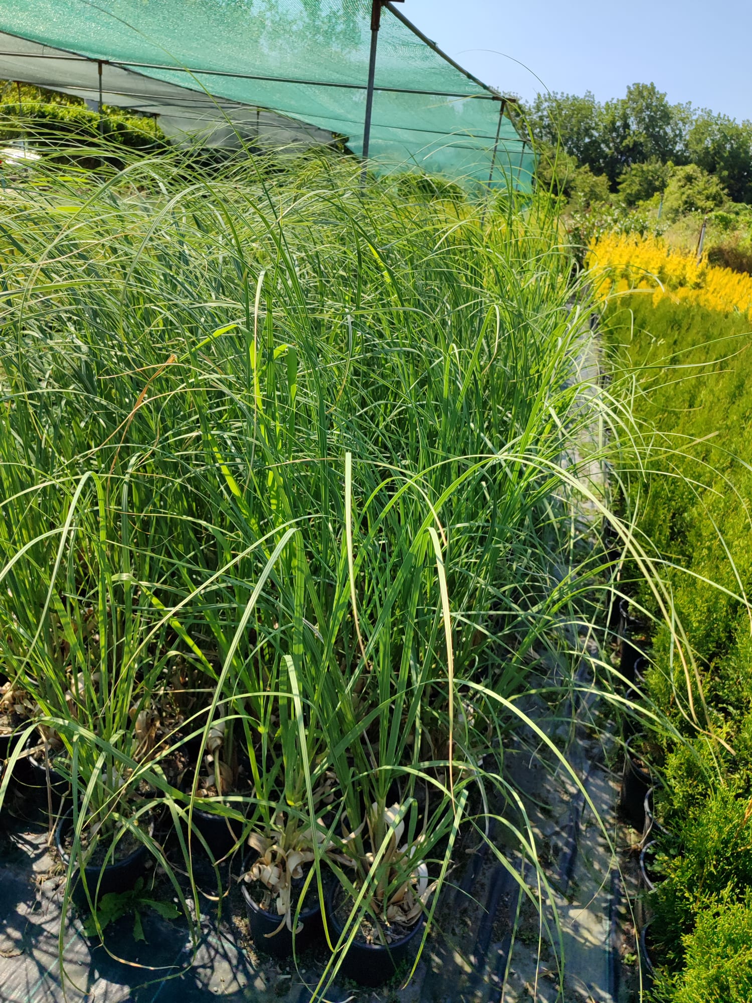 Pampas Otu 3 Litre 1 Metre Boyunda